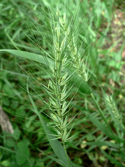 {Elymus glabriflorus}